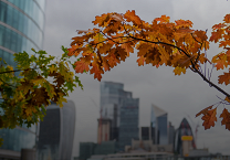 Different Starting Points, Shared Destination: The Many Roads to Corporate Action on Nature